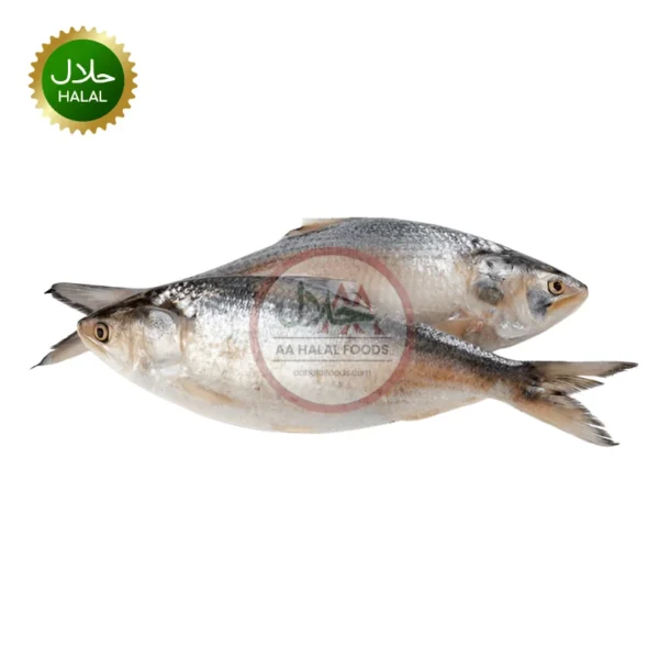 Hilsha Fish Illish 1-1.2kg Myanmar fresh whole fish pack
