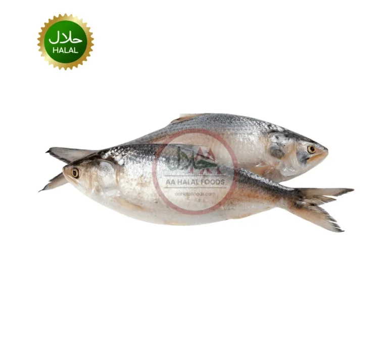 Hilsha Fish Illish 1-1.2kg Myanmar fresh whole fish pack