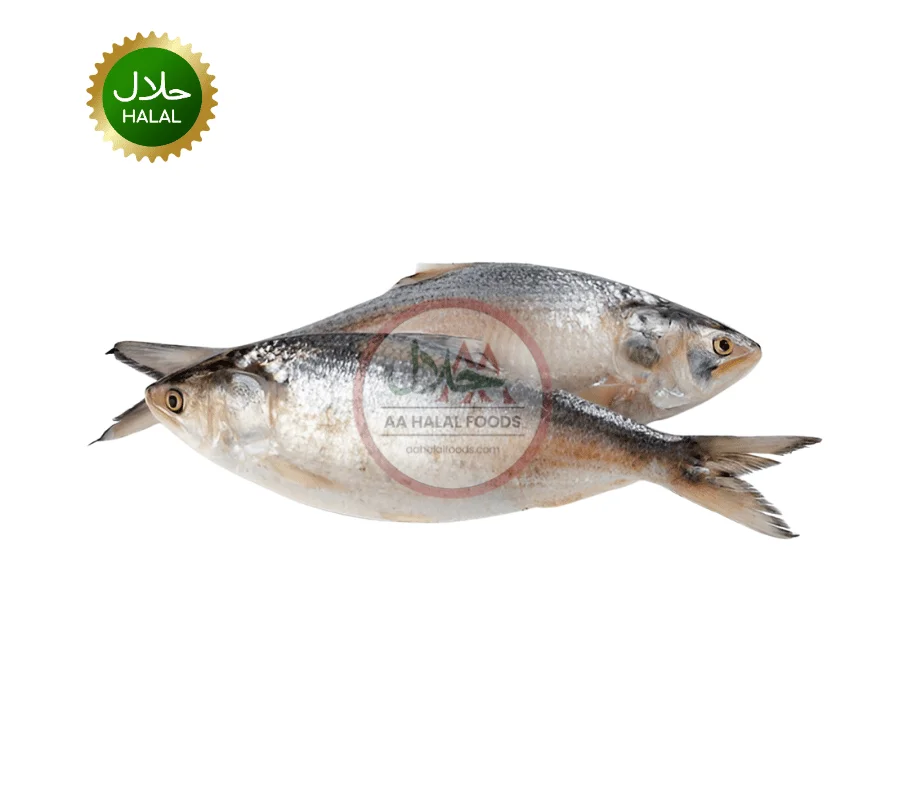Hilsha fish illish 1-1.2kg (Myanmar) Hilsha Fish Illish 1-1.2kg Myanmar fresh whole fish pack