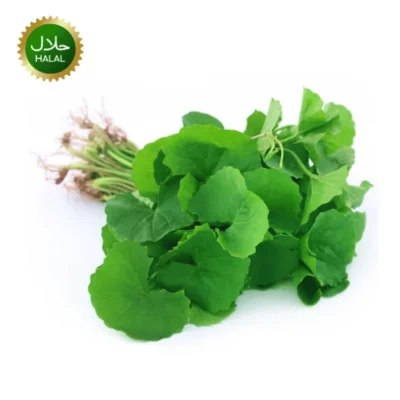Fresh Thankuni Pata 100g aromatic leaves